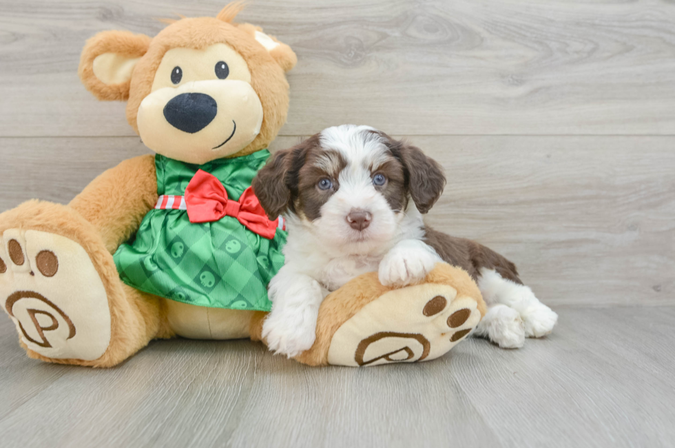 6 week old Aussiechon Puppy For Sale - Lone Star Pups