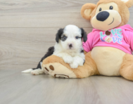 6 week old Aussiechon Puppy For Sale - Lone Star Pups