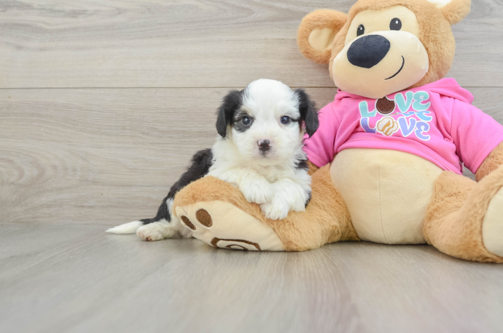 6 week old Aussiechon Puppy For Sale - Lone Star Pups