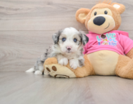 8 week old Aussiechon Puppy For Sale - Lone Star Pups