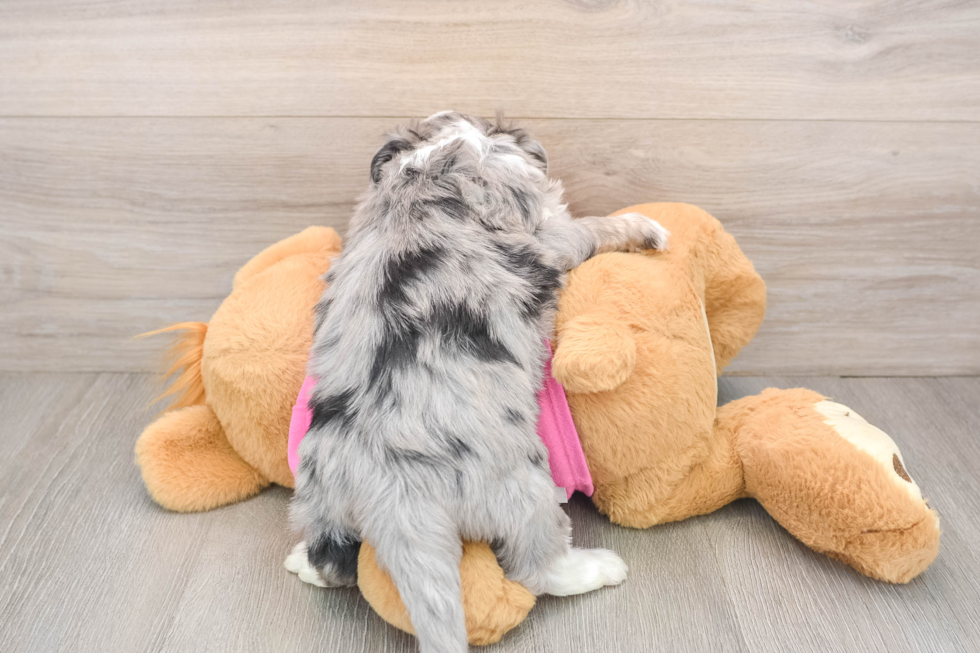 Adorable Aussie Bichon Designer Puppy