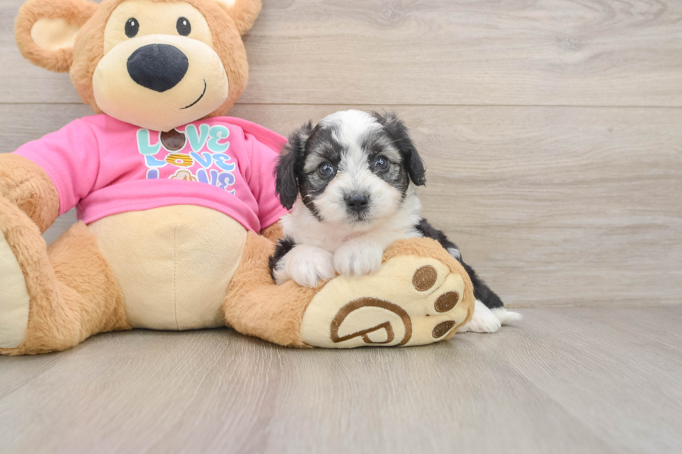 Aussiechon Puppy for Adoption