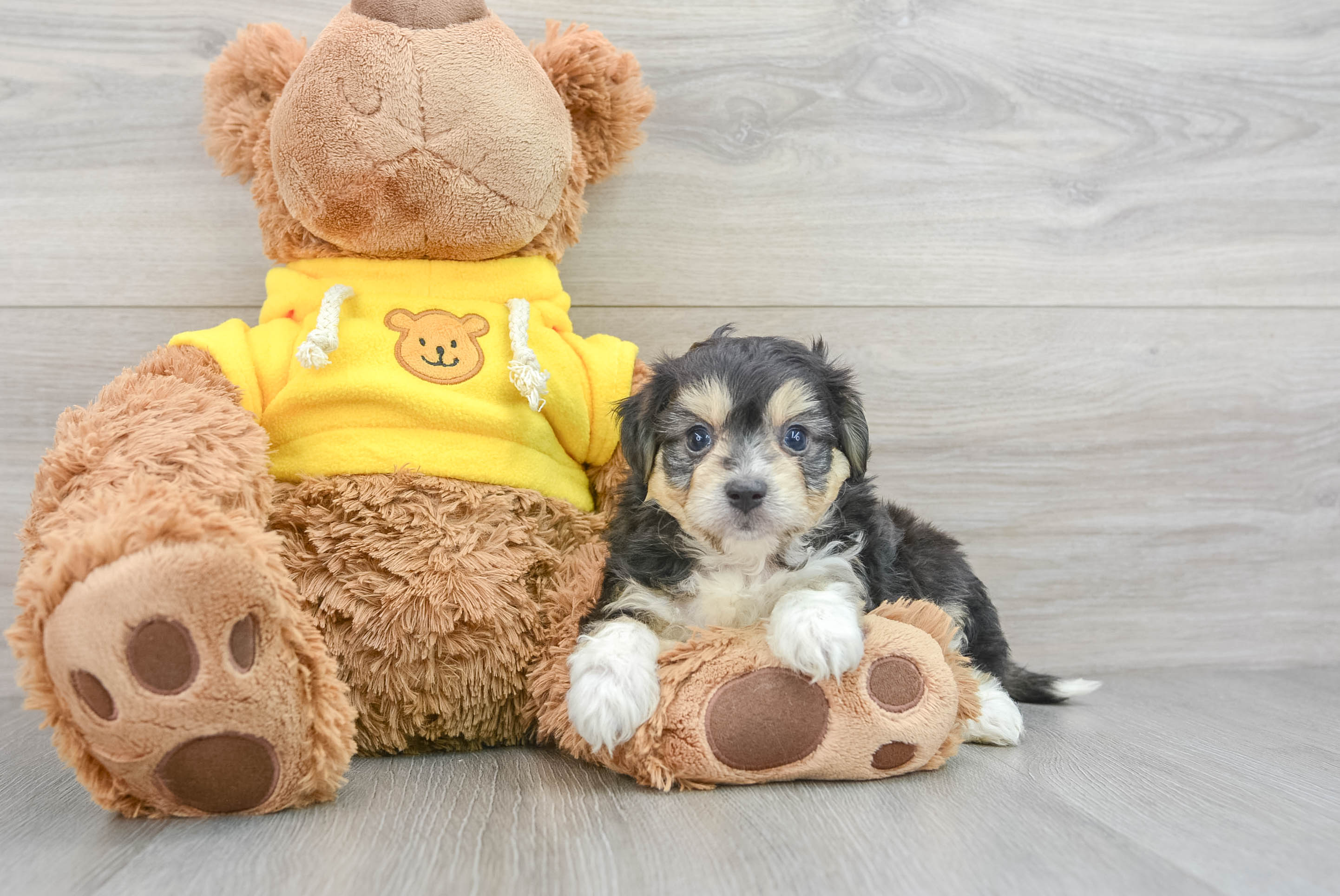 Aussiechon Puppy for Adoption