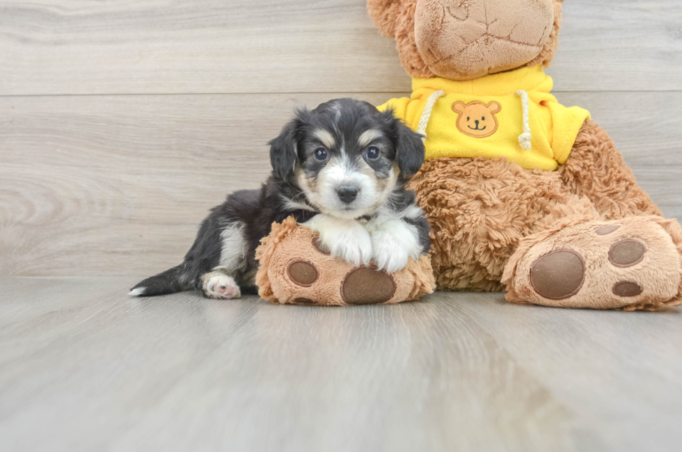 5 week old Aussiechon Puppy For Sale - Lone Star Pups