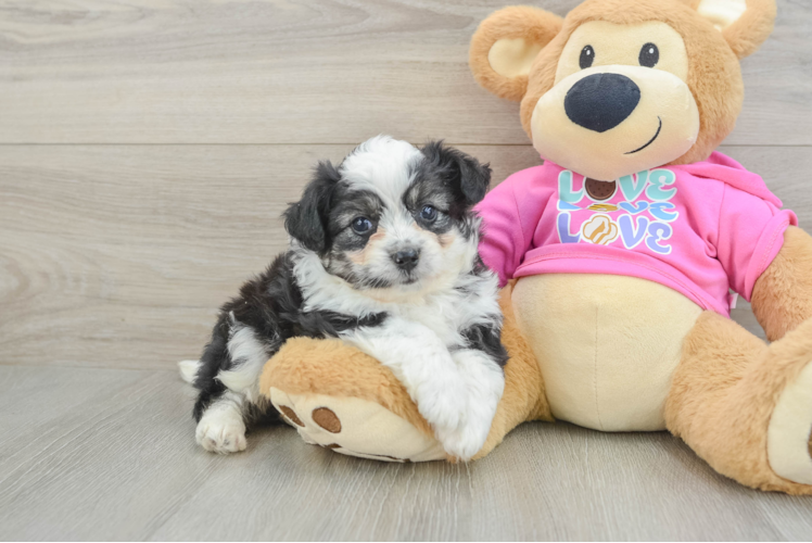 Fluffy Aussiechon Designer Pup