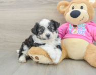 8 week old Aussiechon Puppy For Sale - Lone Star Pups