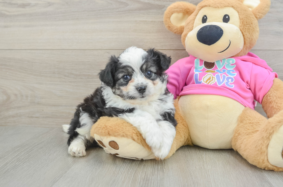 5 week old Aussiechon Puppy For Sale - Lone Star Pups
