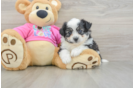 Adorable Aussie Bichon Designer Puppy