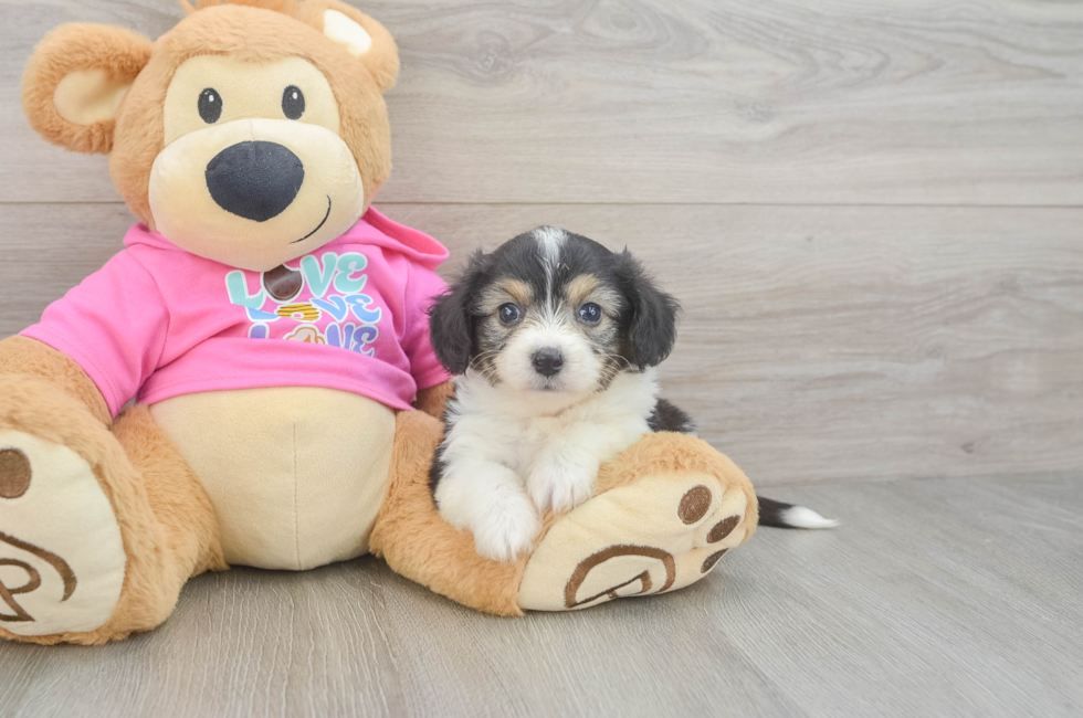 5 week old Aussiechon Puppy For Sale - Lone Star Pups