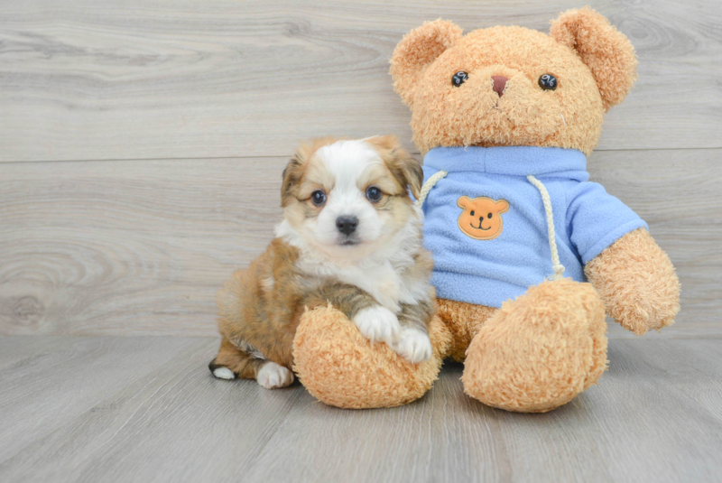 Meet Vince - our Aussiechon Puppy Photo 1/3 - Lone Star Pups