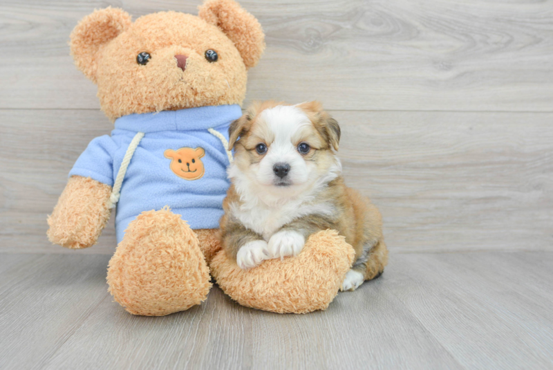 Meet Vince - our Aussiechon Puppy Photo 3/3 - Lone Star Pups