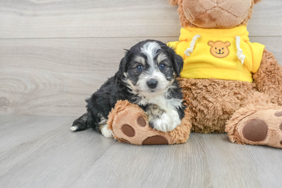 Aussiechon Puppy for Adoption