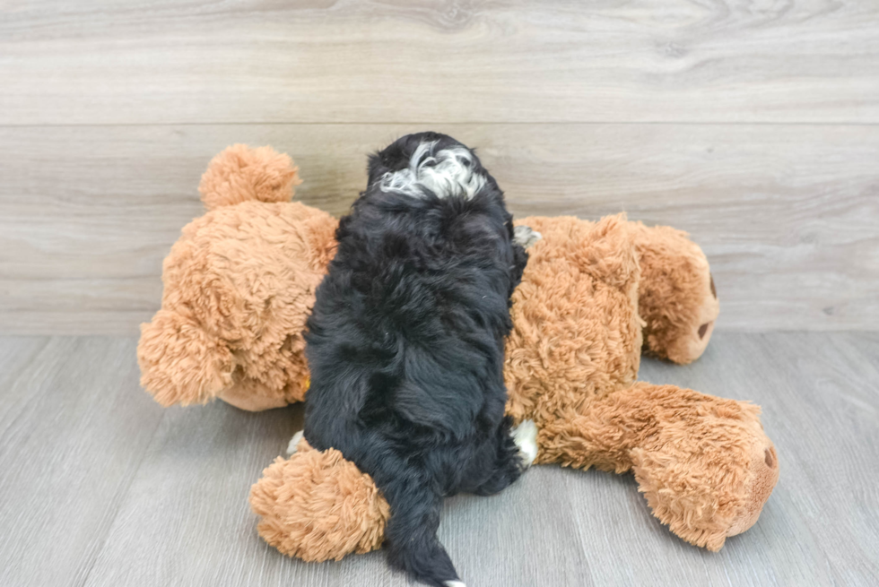 Little Australian Designer Puppy