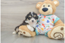 Little Aussie Bichon Designer Puppy