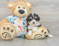 8 week old Aussiechon Puppy For Sale - Lone Star Pups