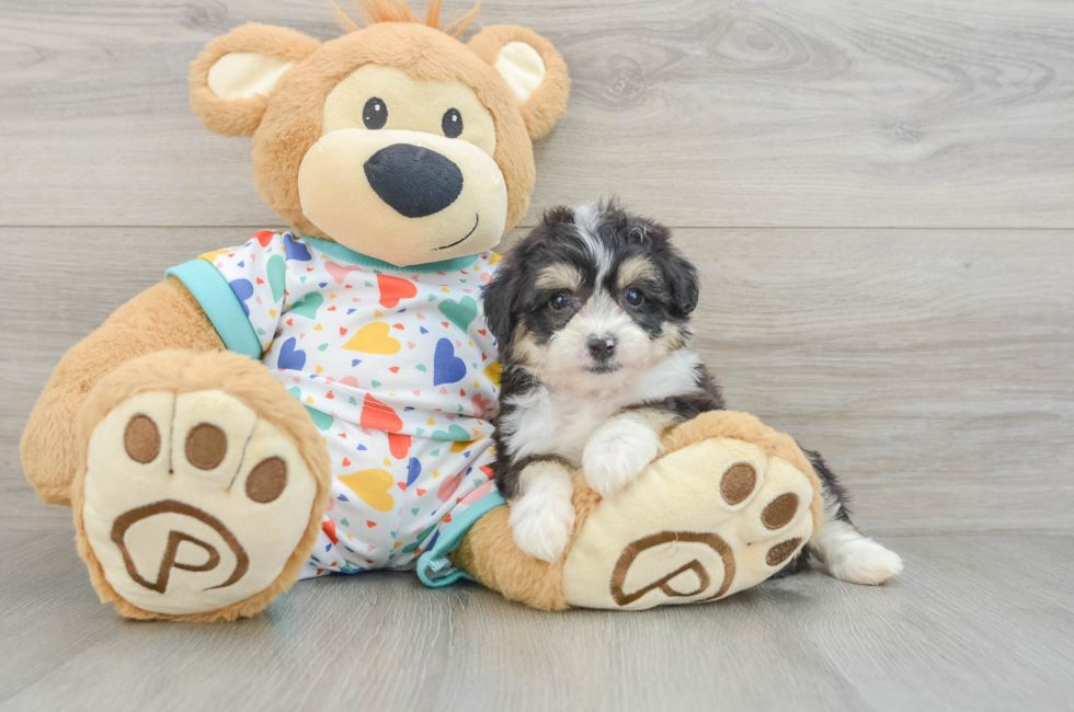 6 week old Aussiechon Puppy For Sale - Lone Star Pups
