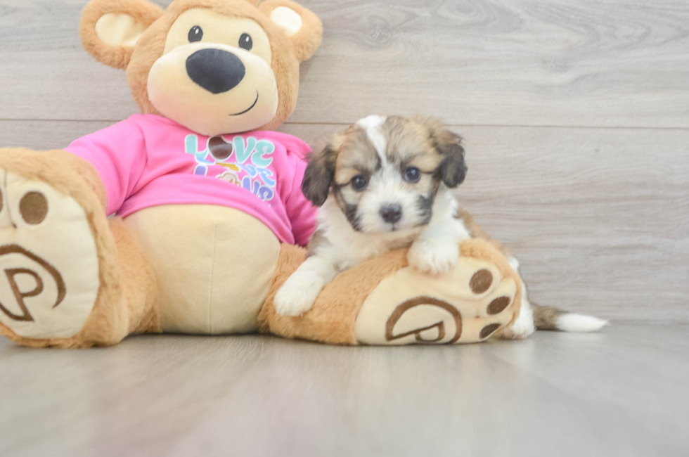 5 week old Aussiechon Puppy For Sale - Lone Star Pups