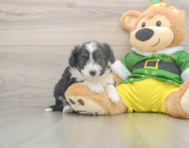 5 week old Aussiechon Puppy For Sale - Lone Star Pups
