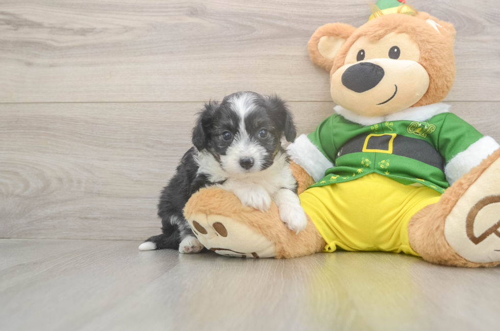 5 week old Aussiechon Puppy For Sale - Lone Star Pups