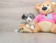 8 week old Aussiechon Puppy For Sale - Lone Star Pups