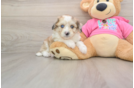 Petite Aussiechon Designer Pup