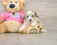8 week old Aussiechon Puppy For Sale - Lone Star Pups