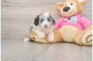 Aussiechon Pup Being Cute