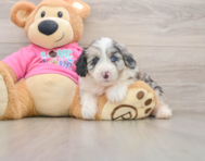 5 week old Aussiechon Puppy For Sale - Lone Star Pups