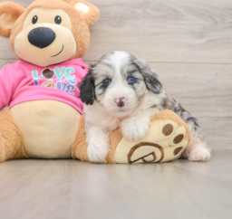 5 week old Aussiechon Puppy For Sale - Lone Star Pups