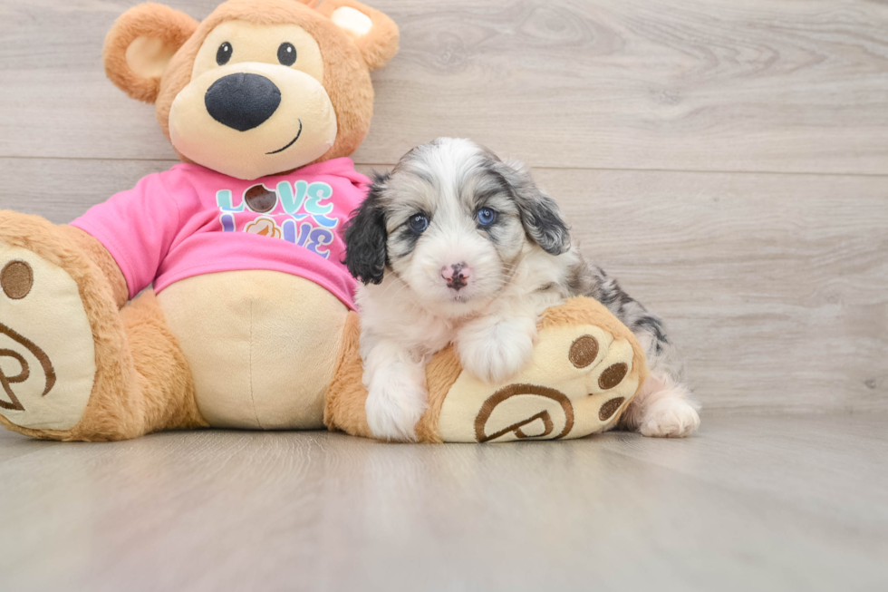 Cute Aussiechon Baby