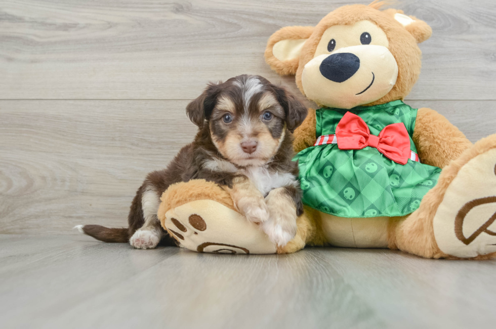 6 week old Aussiechon Puppy For Sale - Lone Star Pups