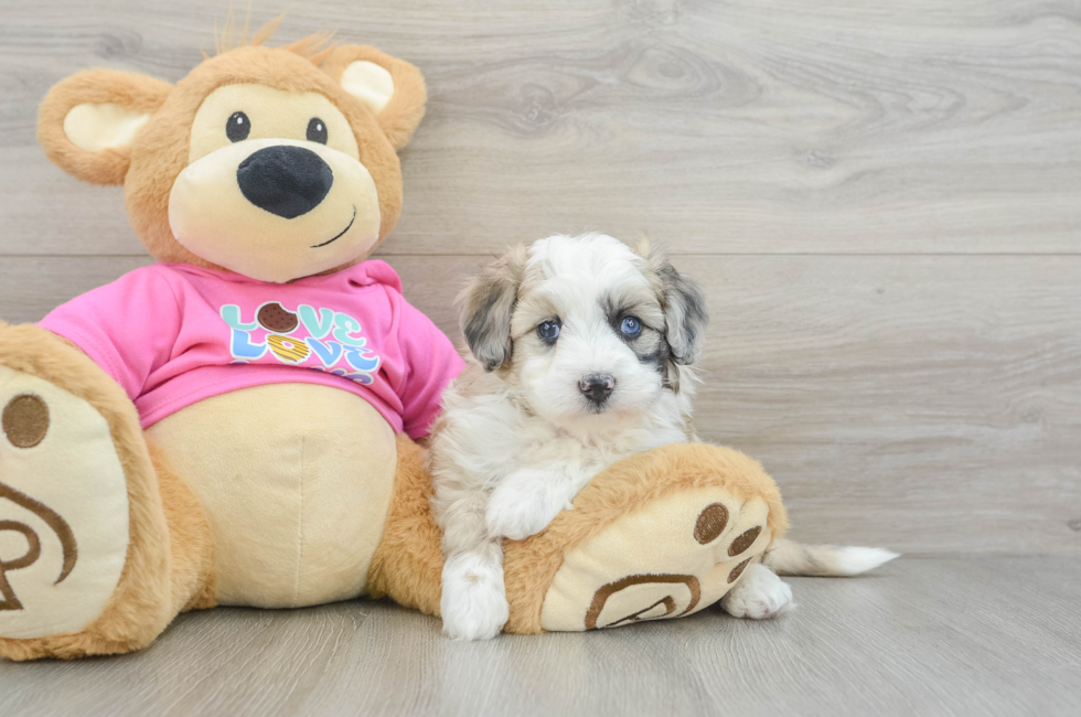 6 week old Aussiechon Puppy For Sale - Lone Star Pups