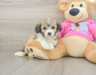 6 week old Aussiechon Puppy For Sale - Lone Star Pups