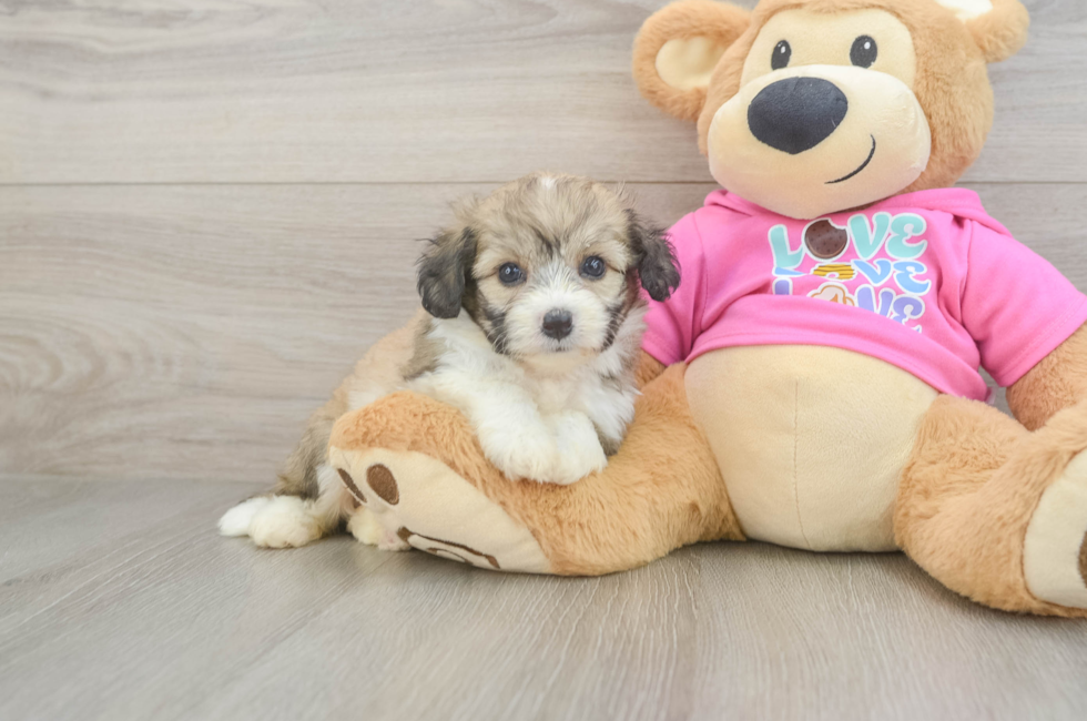 5 week old Aussiechon Puppy For Sale - Lone Star Pups