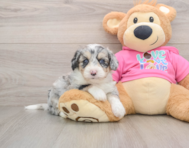 8 week old Aussiechon Puppy For Sale - Lone Star Pups