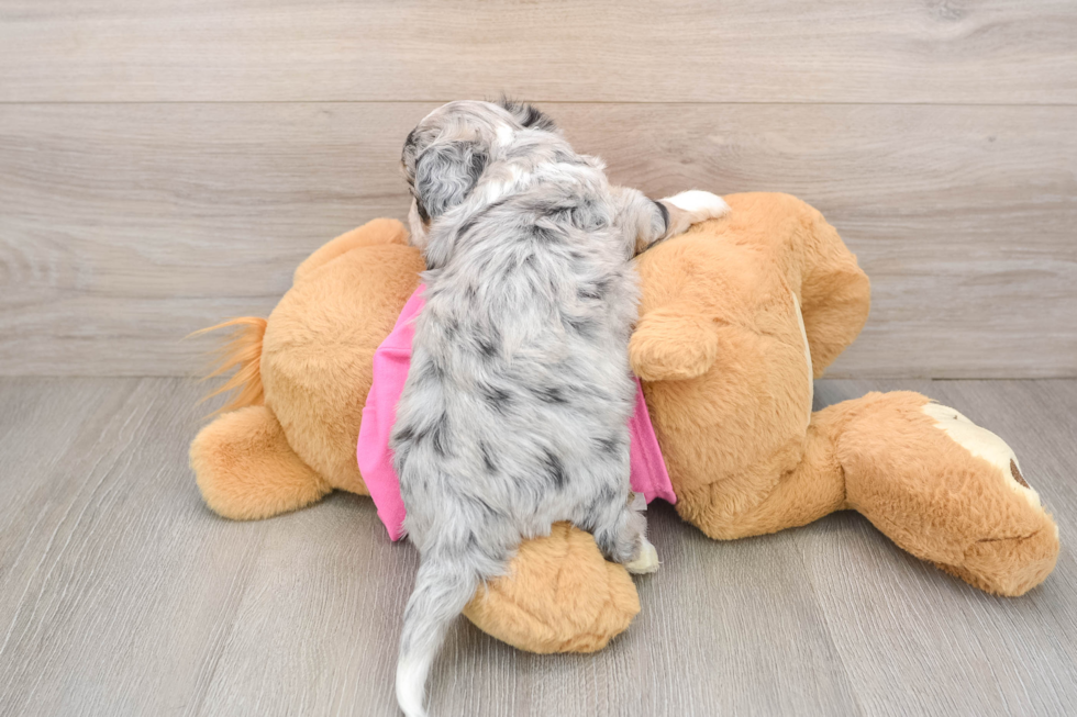 Hypoallergenic Aussie Bichon Designer Puppy