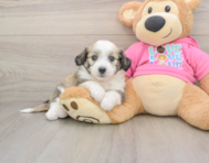 8 week old Aussiechon Puppy For Sale - Lone Star Pups