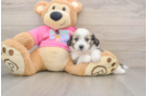 Aussiechon Puppy for Adoption