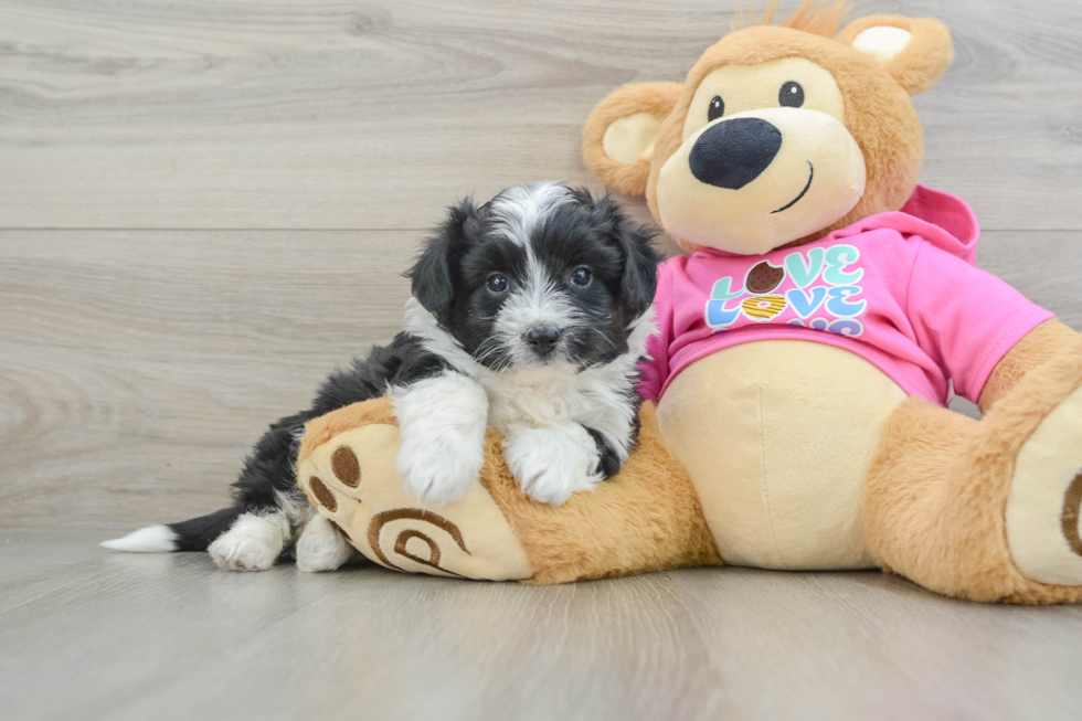 Fluffy Aussiechon Designer Pup