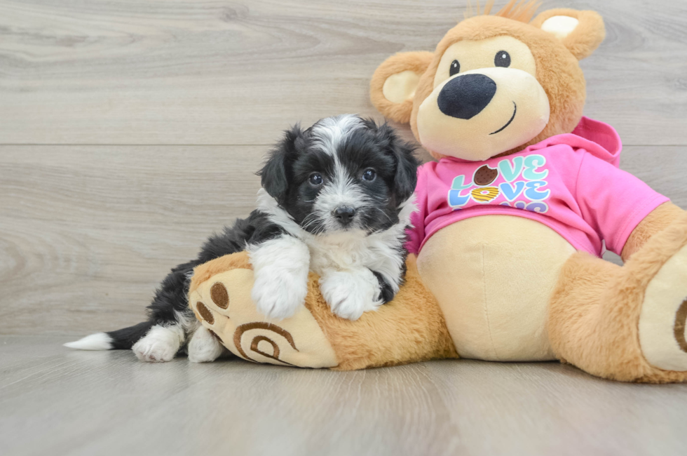 6 week old Aussiechon Puppy For Sale - Lone Star Pups