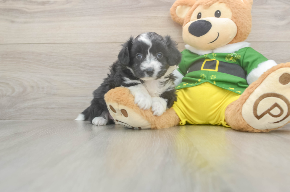 5 week old Aussiechon Puppy For Sale - Lone Star Pups