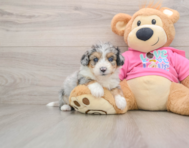 8 week old Aussiechon Puppy For Sale - Lone Star Pups