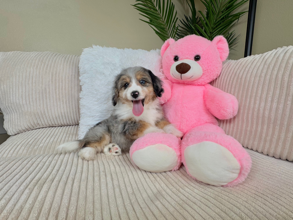 Aussiechon Pup Being Cute