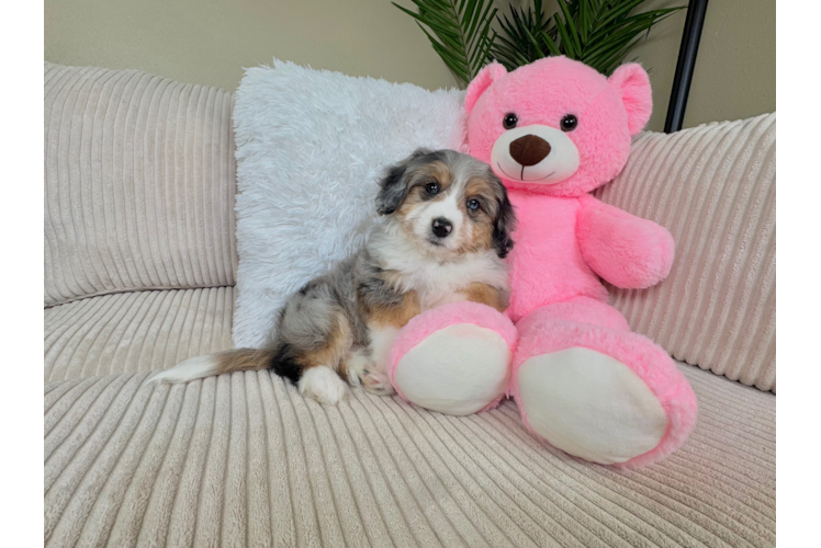 Best Aussiechon Baby