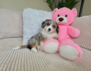 9 week old Aussiechon Puppy For Sale - Lone Star Pups