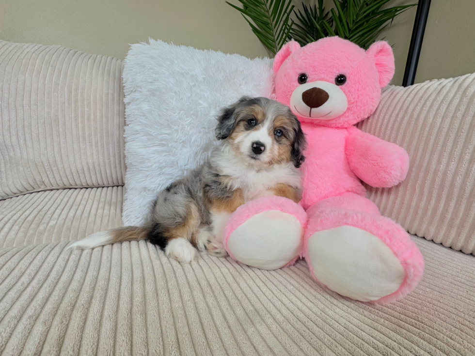 Best Aussiechon Baby