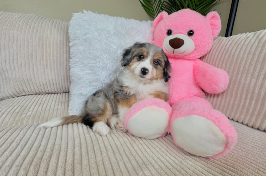 Best Aussiechon Baby