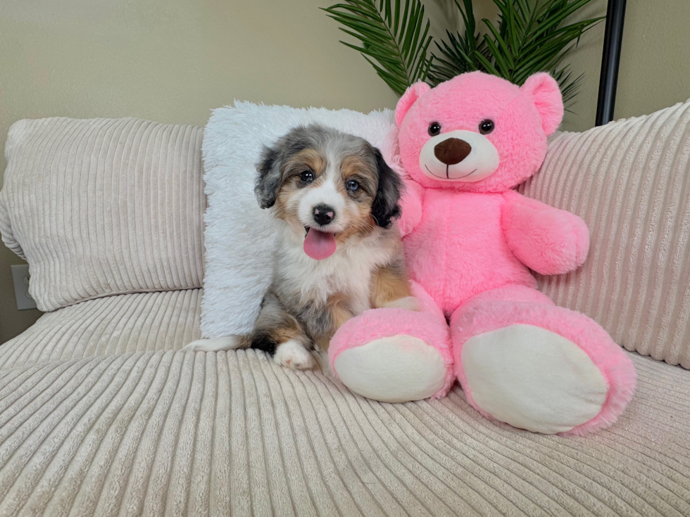 Aussiechon Puppy for Adoption