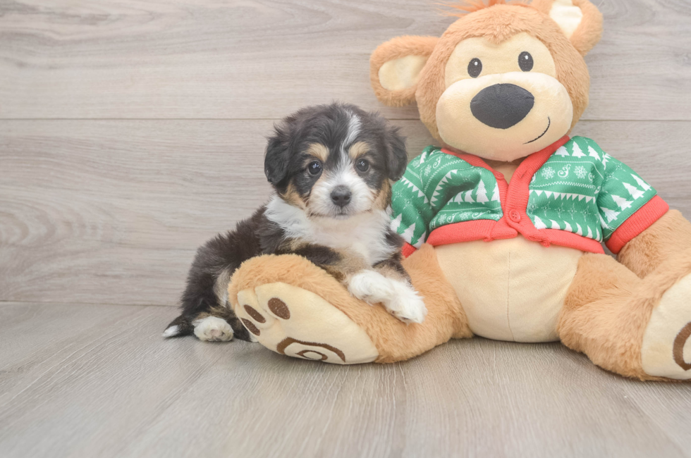 5 week old Aussiechon Puppy For Sale - Lone Star Pups