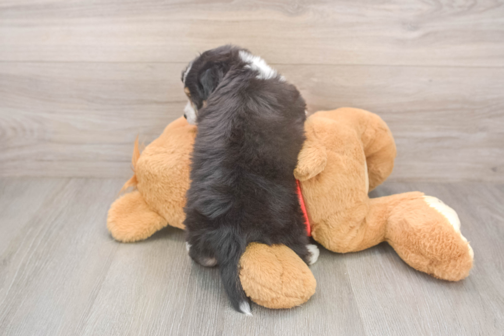 Aussiechon Puppy for Adoption